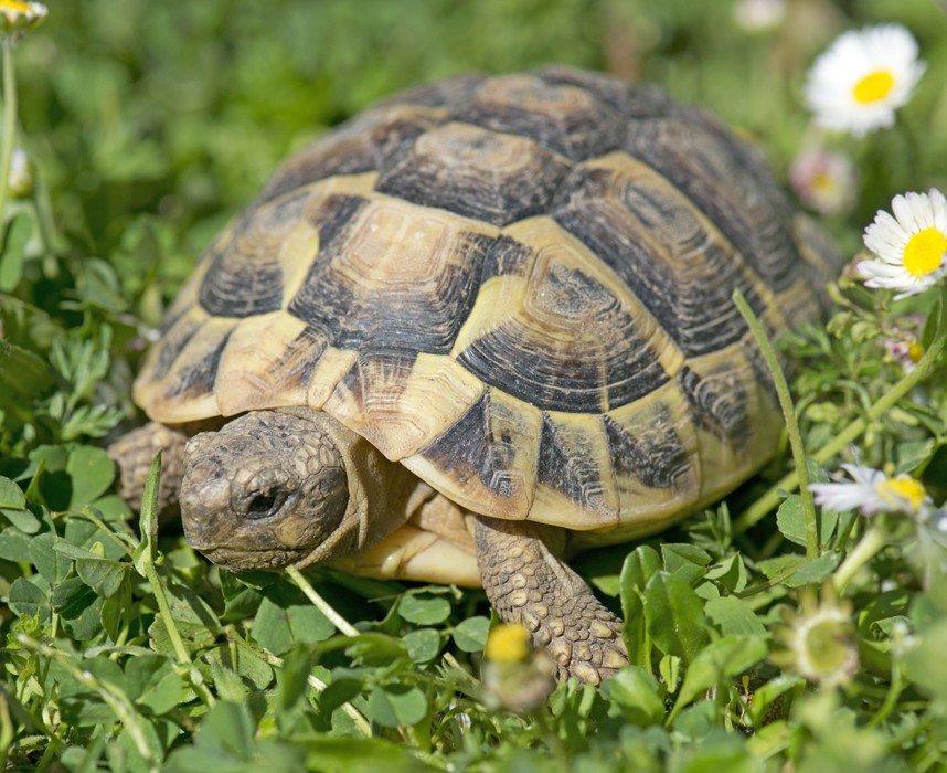 Comment construire un enclos pour ma tortue de terre ?