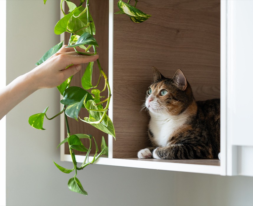 Plantes d’intérieur : lesquelles choisir si on a un chat ? Ooba Ooba