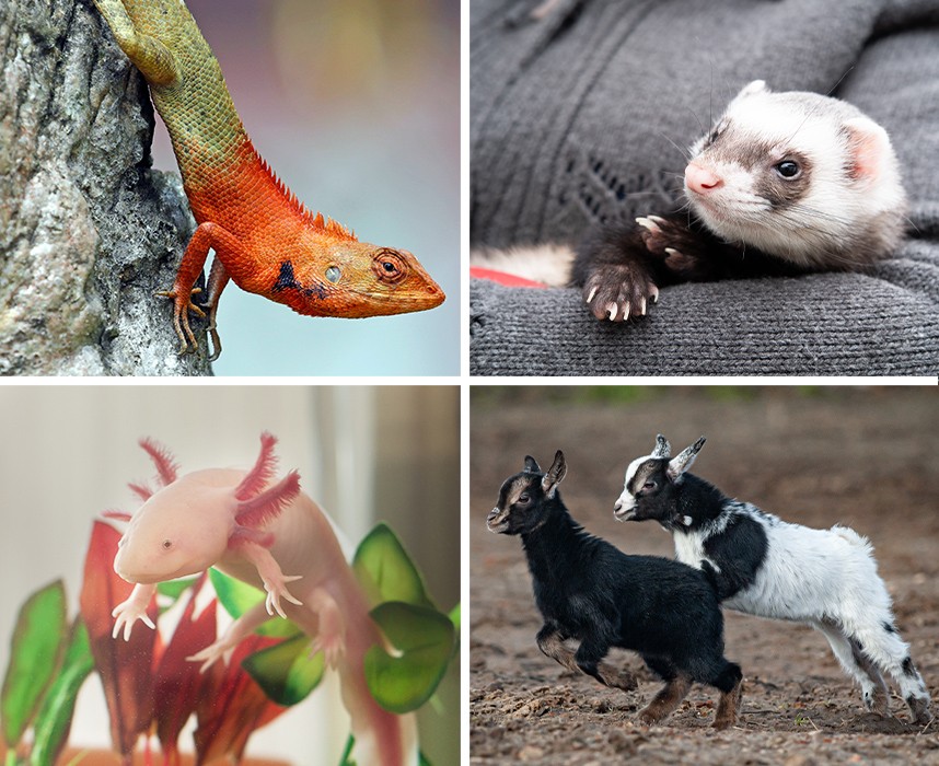 Top 10 des animaux de compagnie les plus insolites !