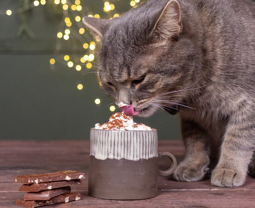 Quels sont les aliments interdits aux chats ? Ooba Ooba