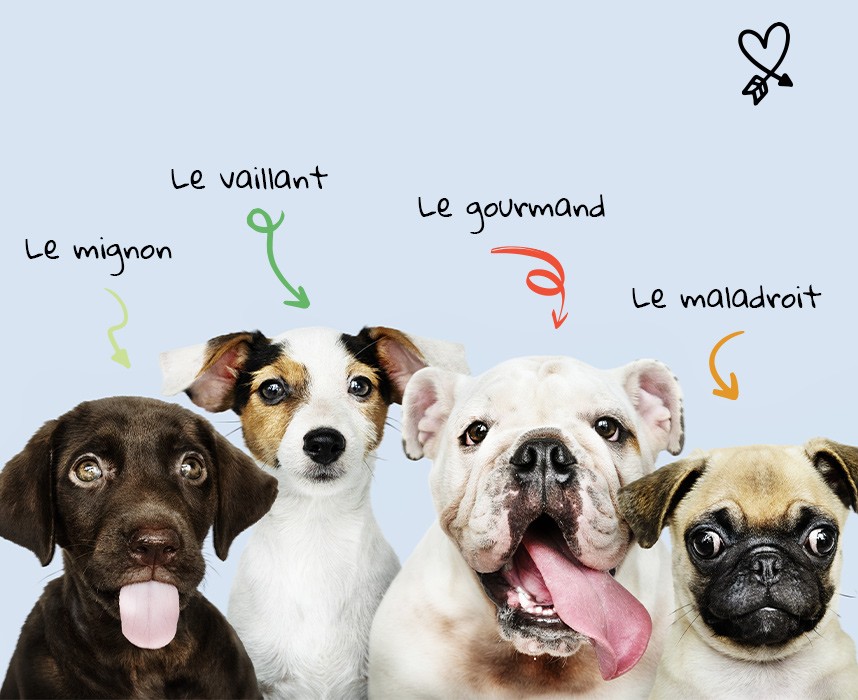 Quel chien est fait pour moi ? Ooba Ooba Quel chien est fait pour moi ? Ooba Ooba