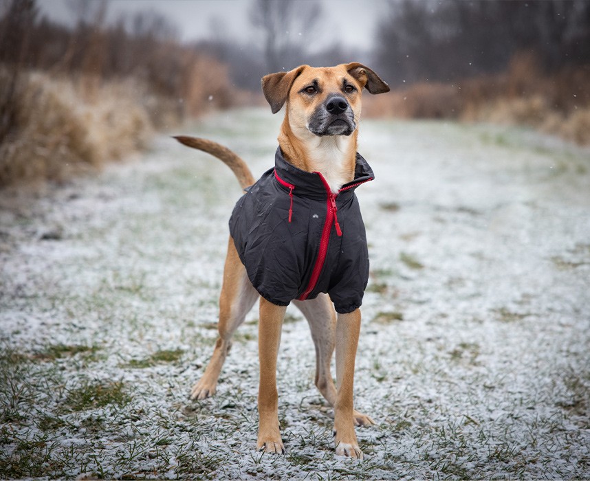 Comment habiller son chien en hiver ? Ooba Ooba