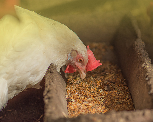 Alimentation poules et volailles