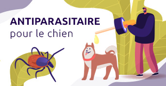 Antiparasitaire pour le chien