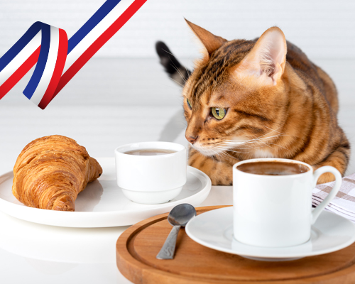 Made in France pour chat