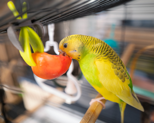 Accessoires pour la cage à oiseaux