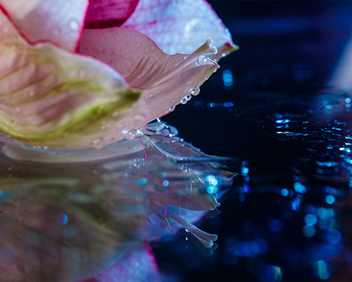 Tester l'eau de l'aquarium