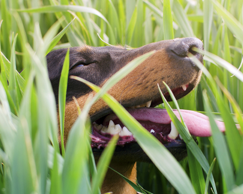 Antiparasitaire pour chien