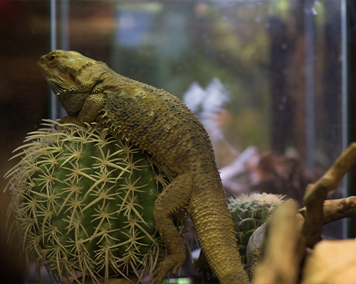 Terrarium et cages