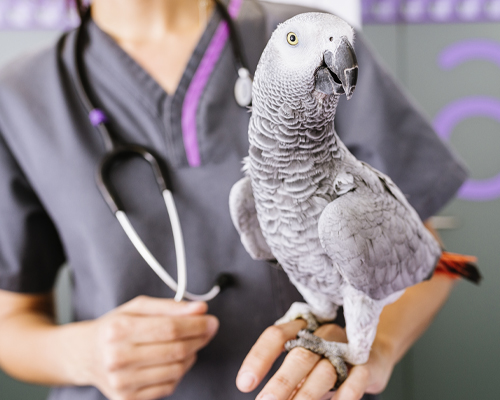 Santé et soins des oiseaux