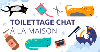 Toilettage du chat
