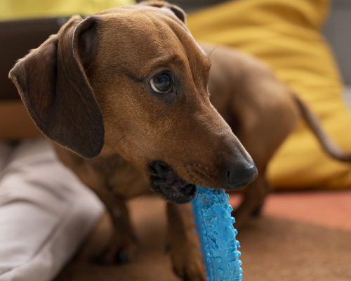 Jouets pour chien