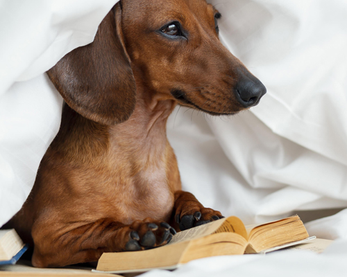 La librairie du chien