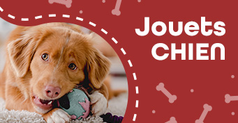 Jouets chien