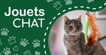 Jouets chat