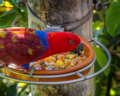 Nourriture pour oiseaux