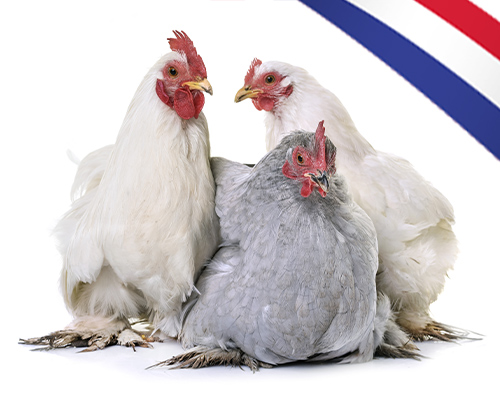 Made in France A la ferme