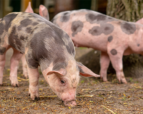 Alimentation cochon