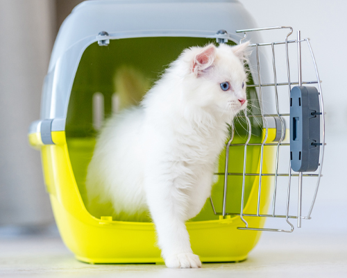 Transport et cage pour chat