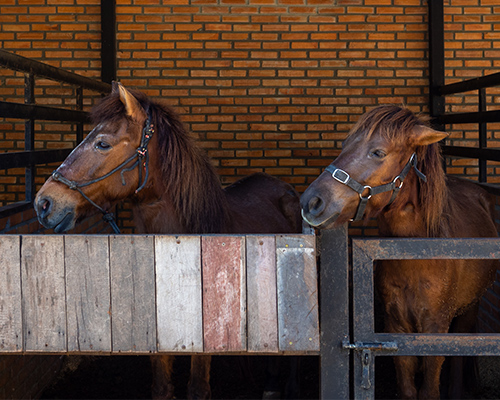 Équipements du box et du manège