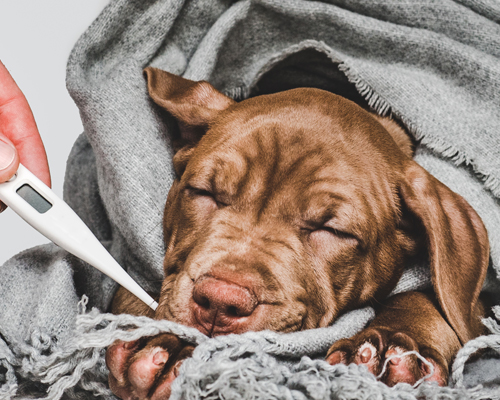 Hygiène, santé et bien-être du chien