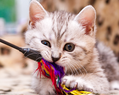 Jouets pour chat