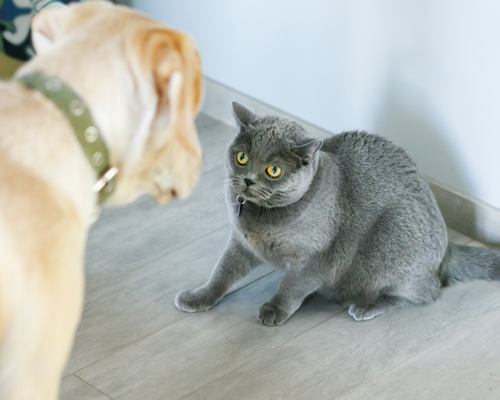 Sécurité du chat