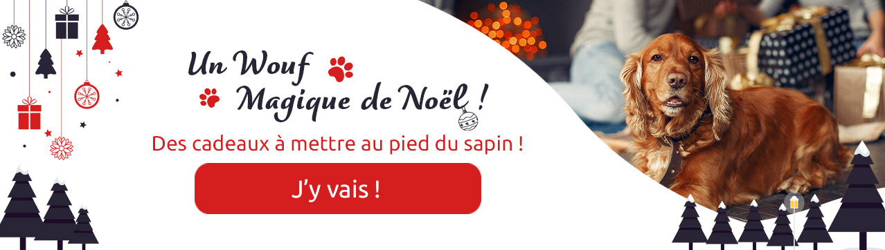 Noël du chien