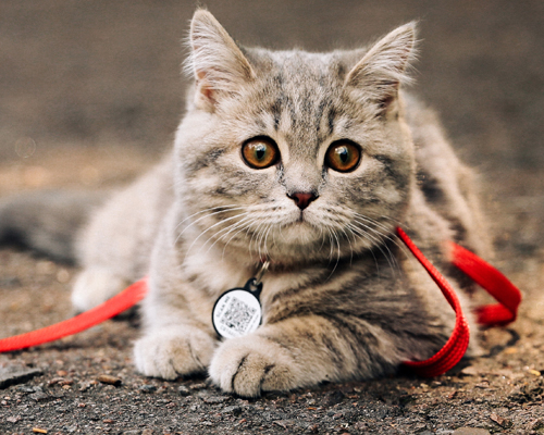 Objets connectés pour chat